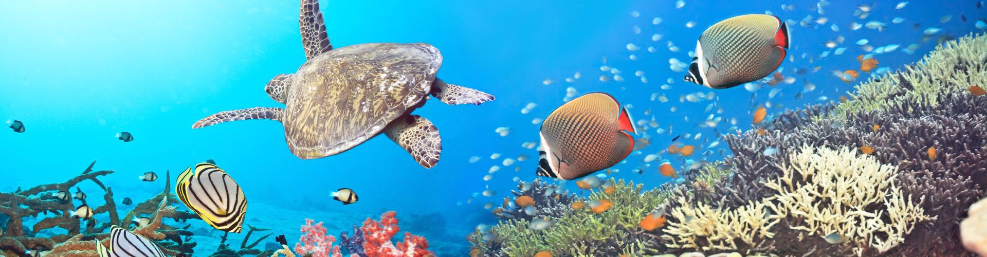 Brothers - Daedalus - Elphinstone